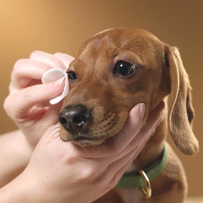 Taking care of a dog's eye.
