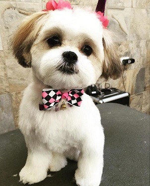 Puppy after grooming.