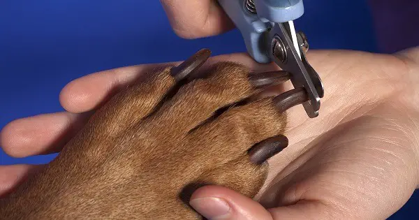 Trimming your dog's nails.
