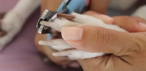 Clipping your dog's nails.